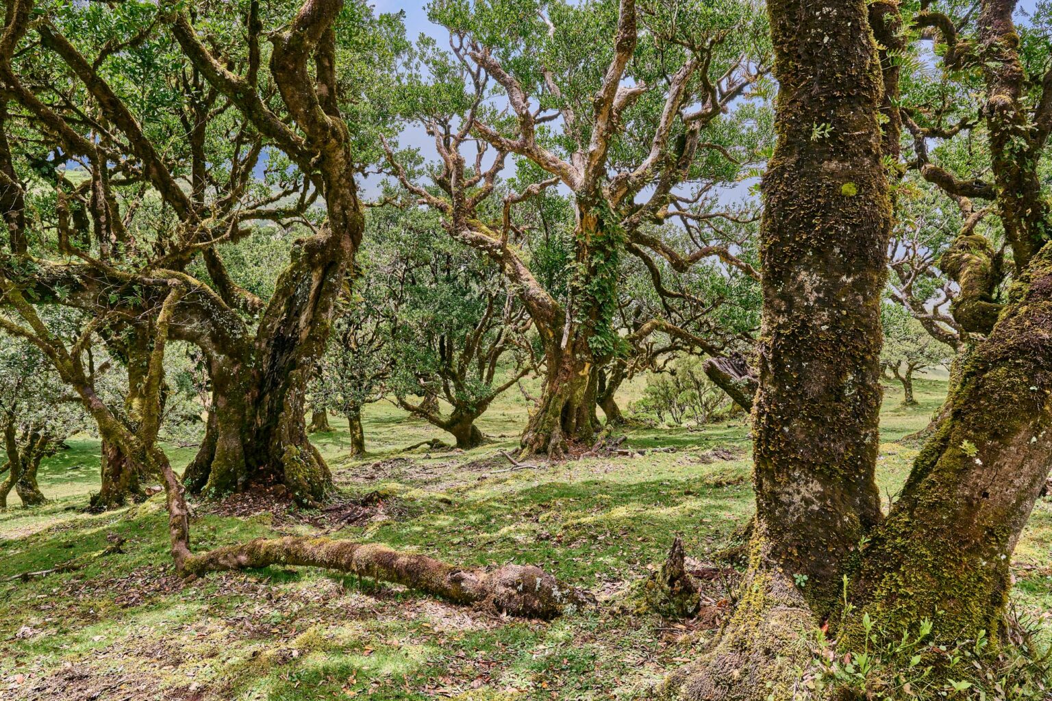 Madeira Naturlandschaft