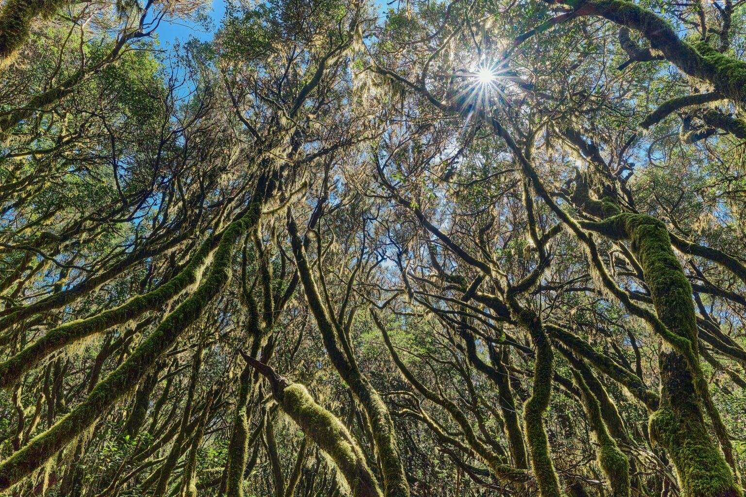 Kanarische Inseln, La Gomera ,Naturlandschaft